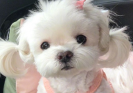 为什么马尔济斯犬那么贵(多少钱一只)