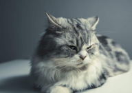 宠物猫乱尿怎么办(是什么原因)