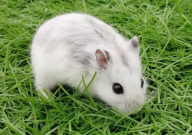 仓鼠可以吃大头菜吗(有毒吗)