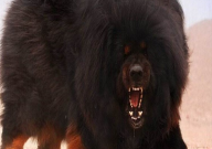 杜宾犬和藏獒谁厉害(打架)