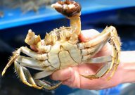 宠物螃蟹冬天怎么养(过冬)