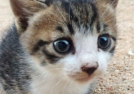 猫吃了猫砂会怎么样(症状)