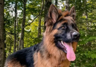 德国牧羊犬多大(停止生长)