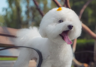 比熊能吃蓝莓么(会拉稀吗)