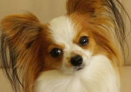 蝴蝶犬和边牧的区别(是什么)