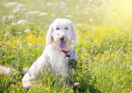 老年贵宾犬衰老症状(有哪些)