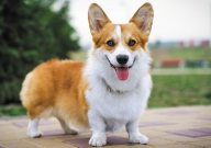 柯基犬的训练方法(全套教程)