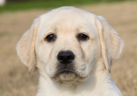 拉布拉多小时候太调皮怎么办（长大了会好吗）