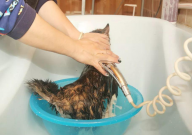 如何给宠物猫洗澡(怎么洗)