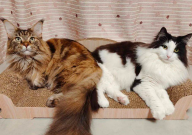 缅因猫和挪威森林猫哪个好(更讨喜)