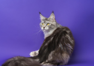 缅因猫产地(于哪个国家)