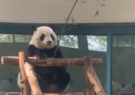 大熊猫拿着竹子仿佛在钓鱼（萌化众人）