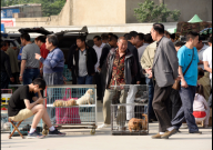 温江最大的宠物市场在哪里（服务中心）