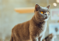 怎么养英国短毛猫(需要注意几点)