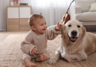 拉布拉多大犬多少钱(成年)