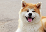 秋田犬好不好养（可以养吗）