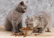 猫挑食怎么办不吃猫粮（怎么回事）