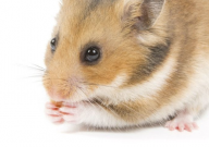 仓鼠公母会打架吗(为什么)