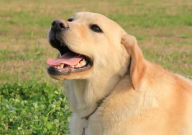 拉布拉多吃盐多了会怎么样（毛色会变黄吗）