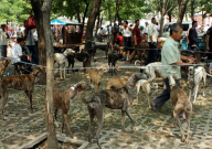 贵阳狗市场在哪里(贵阳卖狗的地方)