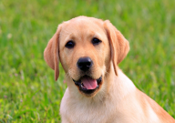 拉布拉多能吃饼干吗（为什么）