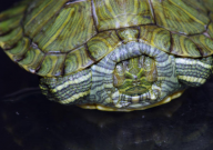 巴西龟颜色深好还是浅好(什么颜色最正常)