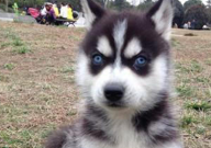 哈士奇鼻子掉颜色正常吗（怎么回事）