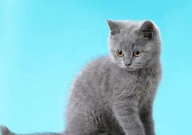 英国短毛猫简介(介绍)