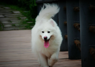 萨摩耶是什么犬种(种类)