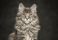 缅因猫适合家养吗（新手）