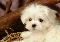 比熊幼犬能吃苹果吗(怎么吃)