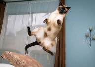 宠物猫咬人怎么办(怎么教育)