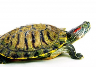 巴西龟为什么长不大(是什么原因)