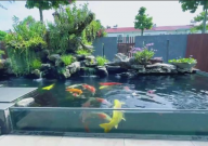 锦鲤跳缸受伤了怎么办(还能活吗)