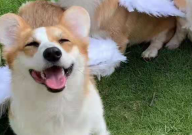 柯基不吃东西怎么办(怎么回事)