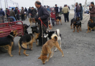 南阳狗市场在哪里(卖狗的地方)