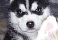 新手养哈士奇好养吗（合适吗）