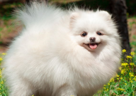 博美犬能吃面条吗(为什么)