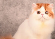 波斯猫是长毛猫吗(还是短毛)