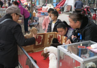 绵阳宠物猫市场在哪里(位置)