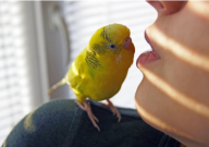 虎皮鹦鹉晚上怎么睡觉（姿势）