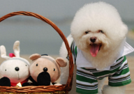 比熊是犬还是狗(属于什么犬种)