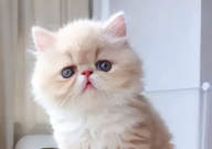 猫咪换粮有点便血怎么办(如何调养)