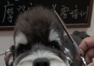 雪纳瑞怎么修剪(好看)