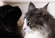 挪威森林猫和缅因猫的区别(是什么)