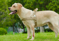 如何自制狗粮拉布拉多（最科学简单）