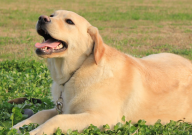 德牧犬和拉布拉多哪个好（好养）