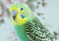 虎皮鹦鹉打架怎么解决(是什么原因)