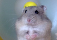 仓鼠的牙为什么那么黄(该怎么办)