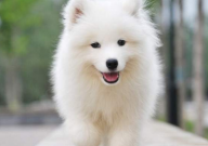 萨摩耶北京能养吗(是禁养犬吗)
